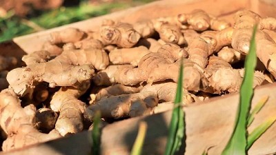 El boom del jengibre: se dispara la demanda y aumenta su cultivo en las chacras de Misiones