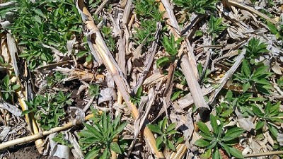 Barbechos cortos: ¿cómo manejar Rama Negra, una de las malezas más difíciles en primavera?