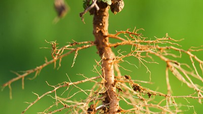 ¿Qué son los enraizantes y qué función cumplen?