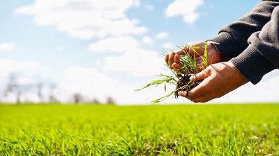 Cultivos de servicios: 