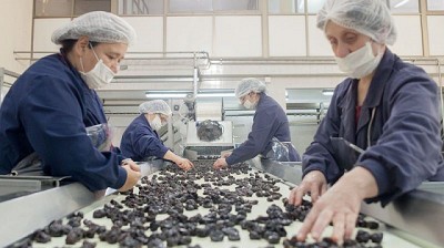 Continúa la certificación de ciruelas desecadas para exportación en Mendoza