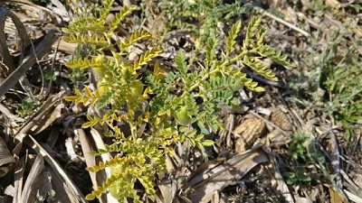 Detectan alta prevalencia del síndrome de amarillamiento del garbanzo