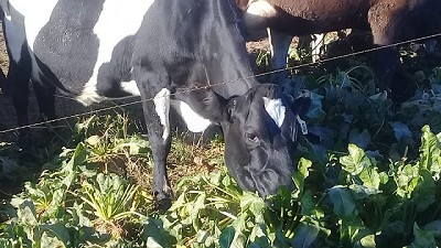 Evalúan el potencial de la remolacha forrajera en las dietas bovinas