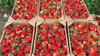 Tucumán lidera la producción y exportación de frutillas orgánicas
