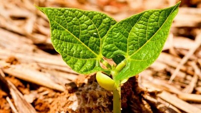 BASF expondrá en CREA 2022 sobre 