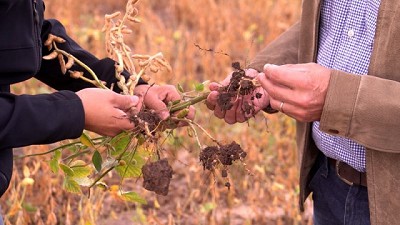El desafío de poner a producir ambientes salinos en plena zona núcleo