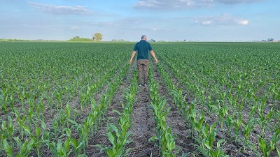 Una estrategia defensiva/ofensiva de alto rendimiento de maíz, a prueba de sequía