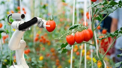 Las ventajas y oportunidades que ofrece el huerto del siglo XXI