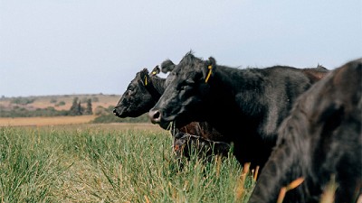 Webinar: nuevas alternativas forrajeras para el verano. 