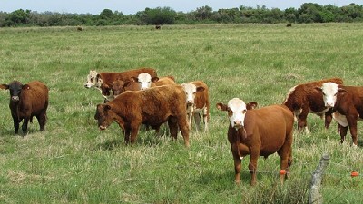 Biotecnología reproductiva para mejorar la eficiencia en los rodeos
