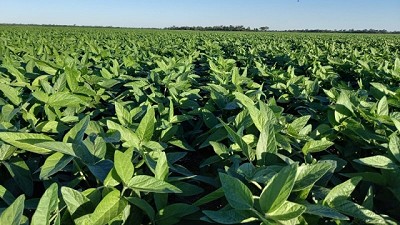 Pautas de manejo en soja para estabilizar los rendimientos