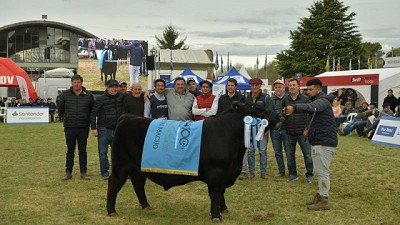 Los terneros Angus se destacaron en Olavarría