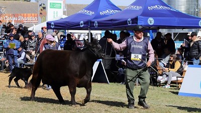 Destacan el alto nivel de hembras en la Nacional Angus de Primavera