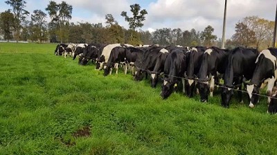 Crearán sistema de alerta temprana y monitoreo de estrés calórico para ganado lechero