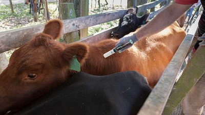 Con un mercado más flexible, la salida de vacas  vuelve a generar caja para el producto