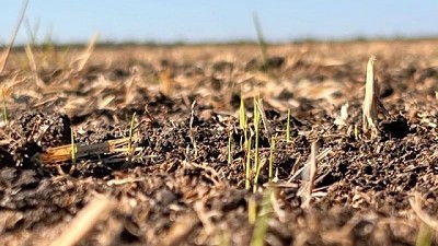 Avanzan las siembras de arroz: 13% en promedio ya implantado