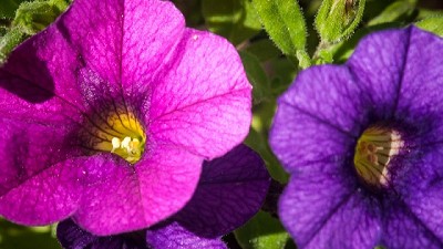 Las variedades de flores del INTA están en todo el país
