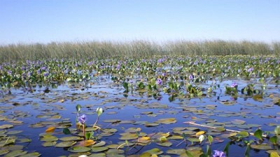 Humedales: solicitamos ante todo responsabilidad