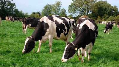 Contratos de pastoreo y pastaje