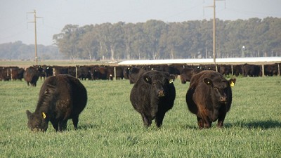 Cuáles son las principales enfermedades que causan abortos en rodeos para carne