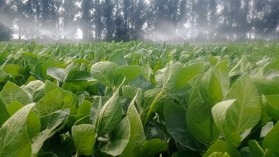 Soja: presentan variedad con alto potencial de rendimiento