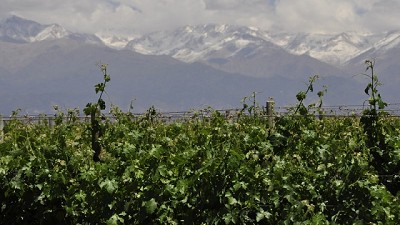 Viñedos: trabajar con la fauna y la flora nativas beneficia a la producción