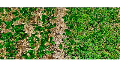 Flumioxazin: eficiencia japonesa para el combate de las malezas