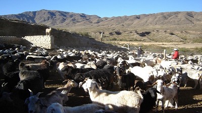 El INTA avanza hacia la elaboración de lácteos con identificación territorial