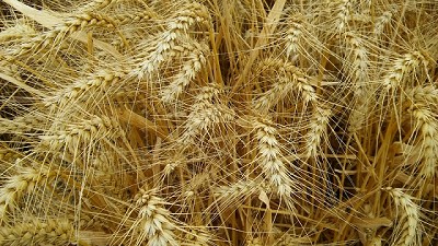 Precios en alza para el trigo, por Manuel Alvarado Ledesma - Agrositio