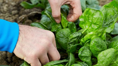 Cinco verduras que crecen en dos meses en el huerto
