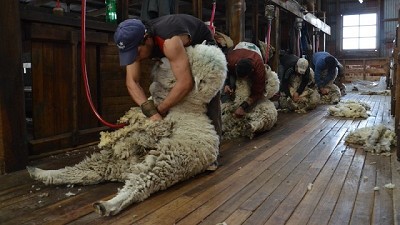 Esquila preparto, clave para asegurar el rinde y la calidad de la fibra