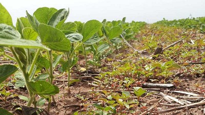 Validación de eficacia en el control de malezas en barbecho químico, aplicando herbicidas foliares sistémicos con boquillas hidroneumáticas