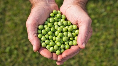 Las legumbres pueden ganar muchos lotes en barbecho, sin cambiar las rotaciones