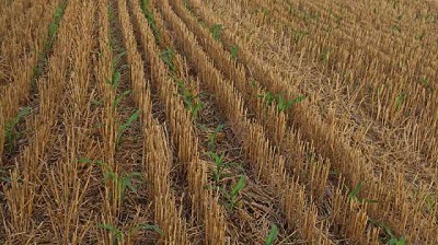 Siembra de maíz: lleva sólo el 20% del área y su pronóstico de rinde es reservado