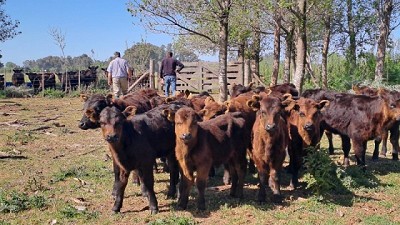 Manejo de los rodeos: qué hacer frente a la falta de agua