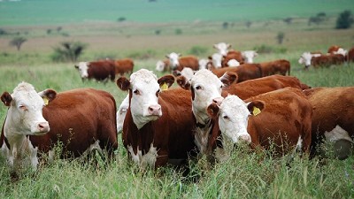 Trazabilidad y digitalización, herramientas clave para una ganadería sustentable