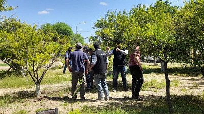 Alerta fitosanitaria por detección del insecto vector del HLB en la provincia de Catamarca