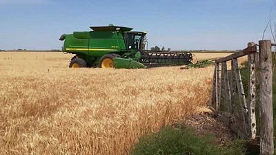 Se estiman 13,7 Mt de trigo en Argentina: la caída interanual de producción supera el 40%
