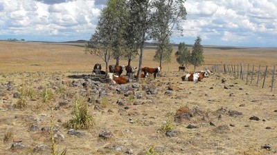 El agua pintó de verde el campo, pero no alcanza