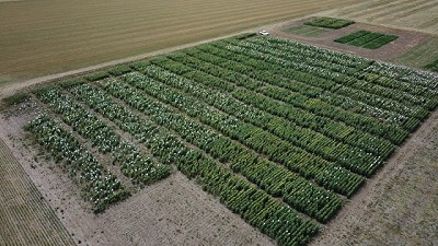 Mejoramiento genético: un encuentro para hablar sobre nuevas tecnologías