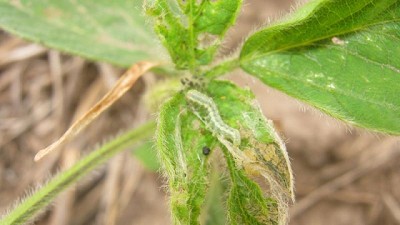 La bolillera y la Niña