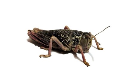 Alerta fitosanitaria por Tucura sapo en las provincias de Río Negro, Santa Cruz y Chubut