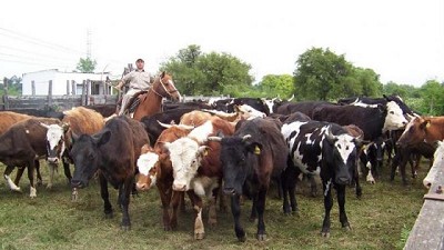 Hacia una vacuna contra la Leucosis Bovina