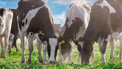 Mastellone Hnos. se convierte en la primera empresa argentina y de la región en obtener el sello de bienestar animal para sus productos