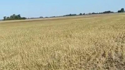 Sequía: fuerte impacto sobre todas las producciones agropecuarias