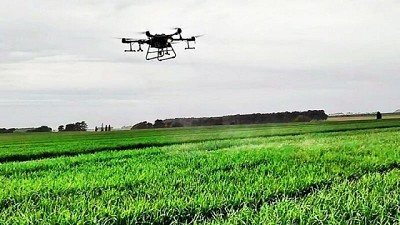 El trigo ya se pulveriza con drones