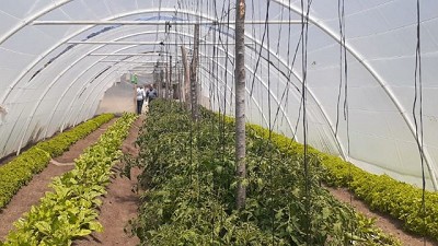 Agricultura familiar: Apoyo al desarrollo de una cooperativa hortícola de San Luis