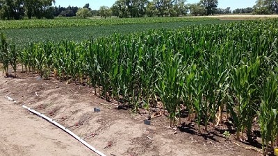 Maíz: fertirriego con efluentes para reducir el impacto ambiental
