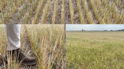 Estrés hídrico y producción agropecuaria: panorama y recomendaciones para el sur de la provincia de Santa Fe