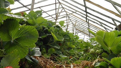 Pautas para obtener alimentos frescos en la Patagonia Austral